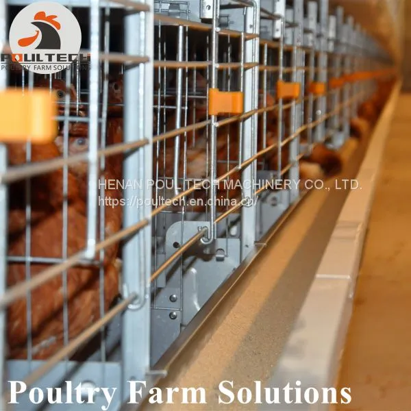 H Type Layer Chicken Chicken Cage With Full Automatic Equipment photo-2