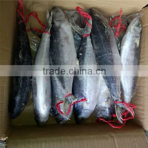 Frozen Spanish Mackerel for Sale or Scomberomorus Niphonius photo-3