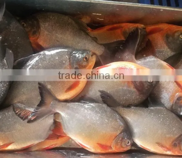 Red Pomfret photo-2