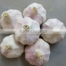 Chinese Garlic