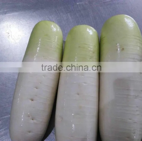 Fresh Radish to Canada From Chinese Factory photo-3