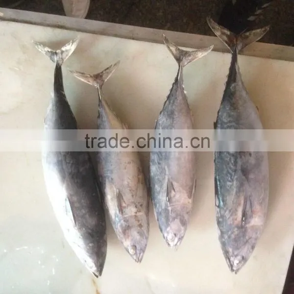 Bonito Tuna photo-3