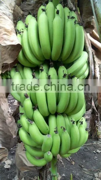 FRESH GREEN CAVENDISH BANANA photo-2