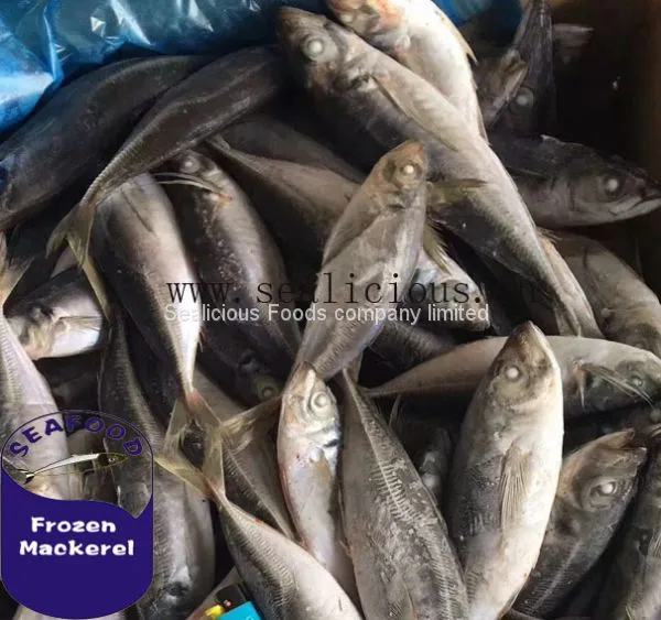 Chinese Frozen Horse Mackerel Fish With BQF Specifications