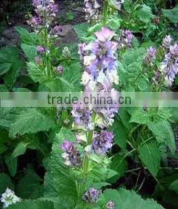 Clary Sage Oil photo-2