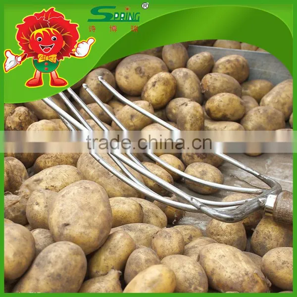 All Year Round Yellow Potato Fresh Purple Sweet Potato photo-6