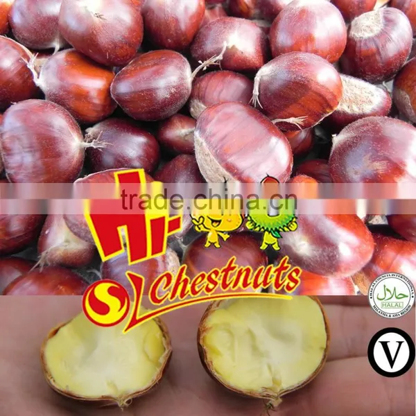 Wholesale Frozen Roasted Chestnuts photo-6