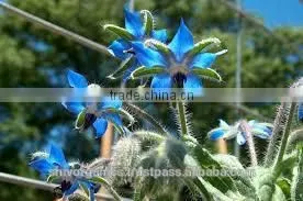 Borage Carrier Oil photo-3