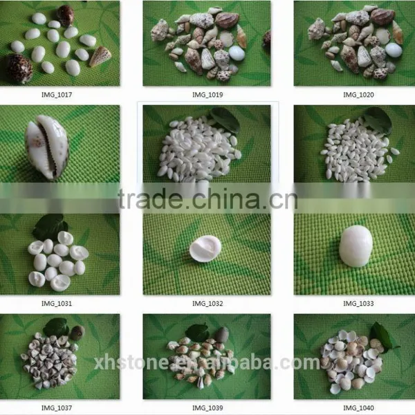 Natural Decotative Semicassis Inornata Seashell for Sale photo-6