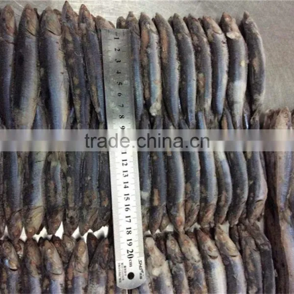 New Season Fresh Frozen Whole Round Anchovy photo-2