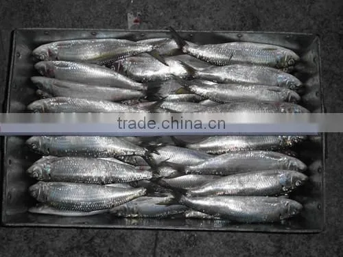 Land Frozen Sardine for Bait Hot Sale photo-2