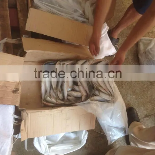 NEW FISH FROZEN SARDINE SEAFOOD FOR SALE photo-2