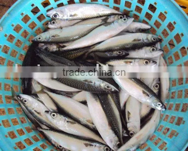 Frozen Pacificus Mackerel photo-4