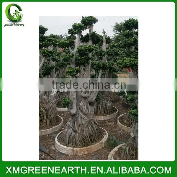 Ficus Microcarpa Multiroots 2m (1) photo-2
