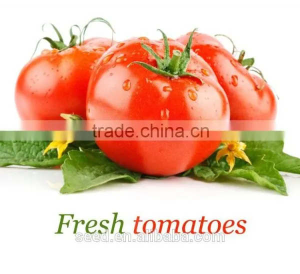 1406 TY Anti Pink Hybrid Tomato Seed for Sale