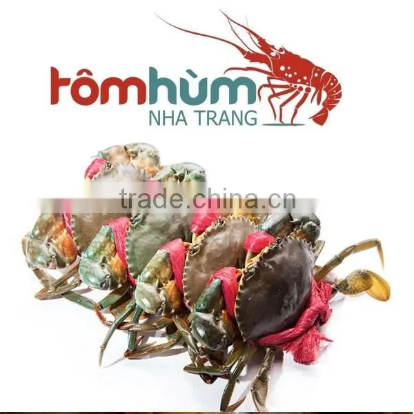 LIVE MUD CRAB (MALE / FEMALE ) for Sales photo-2