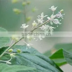 Patchouli Oil Natural