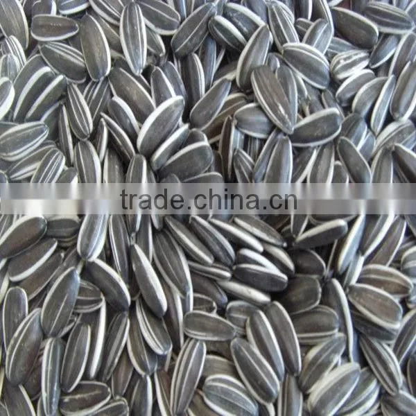 Black With White Striped Sunflower Seeds 5009