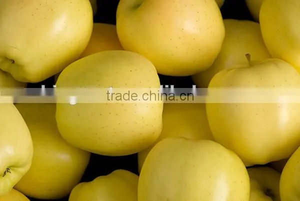 We Are Supply Fresh Golden Delicious With Best Prices for Sale photo-3