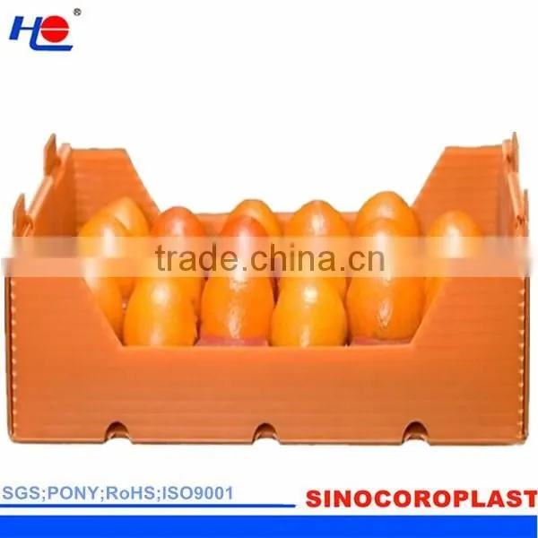 Plastic Fruit Packaging Box photo-4