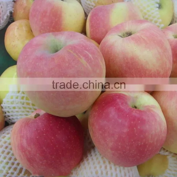 Fresh Gala Apple Exporter in China photo-5