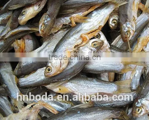 Industrial Fish Drying Machine photo-5