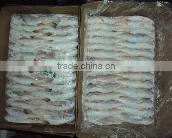 Frozen Silver Croaker