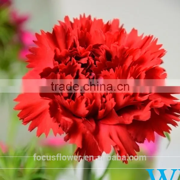 Decorative Flowers Mastor Carnation Flower High Grade Fresh Cut Flowers Wholesale From China Supplier photo-4