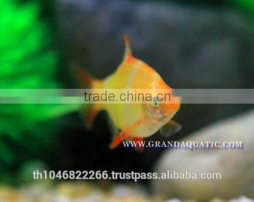 Golden Tiger Barb Fish For Sale and Export photo-2