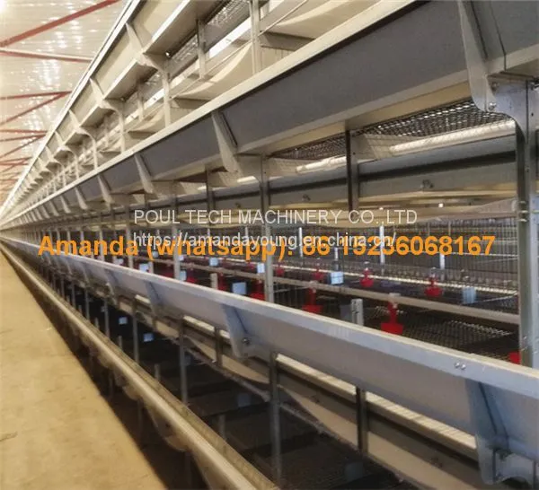 Ghana Poultry House Automatic Pullet Chicken Cage & Battery Small Layer Cage in Chicken Shed photo-2