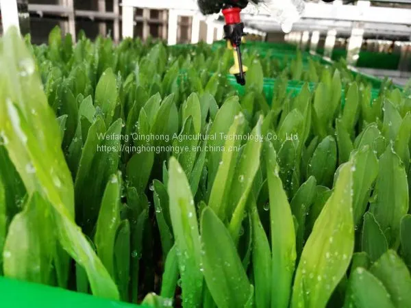 Container Type Hydroponic System Seed Germination Machine Hydroponic Forage Forage Planting System photo-2