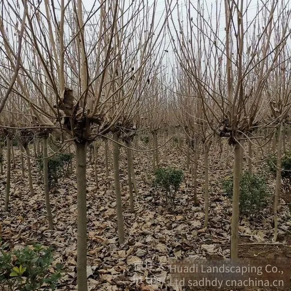 Magnolia Denudata Prices, Free Consultation, Base Quotation List photo-4