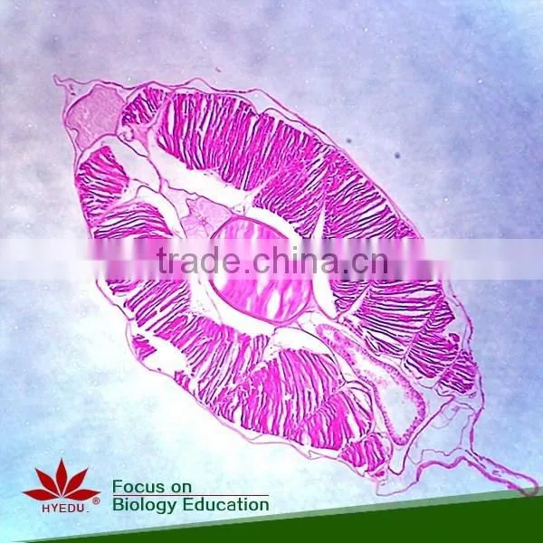 Supply Animal Round Coverglass Student Biological Teaching Slides Individual Microscope Prepared Slide photo-4