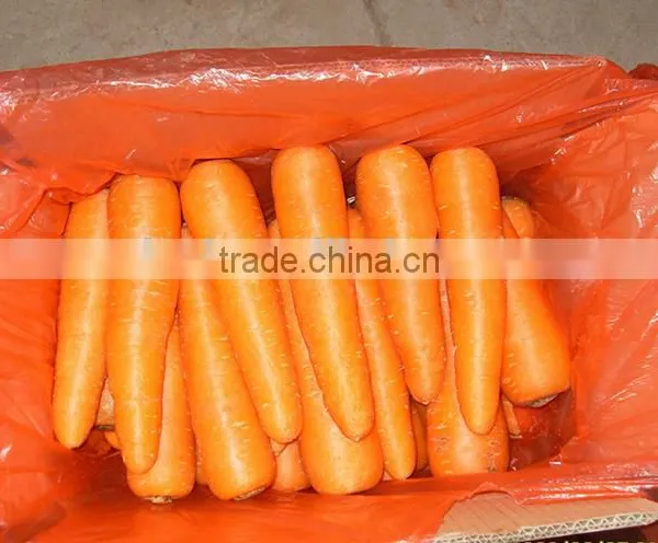 Farmland Fresh Red Carrots Supplier photo-2