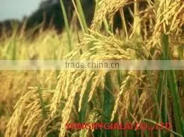 VIETNAM RICE photo-2