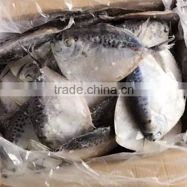 Chinese Moonfish Factory Price photo-2