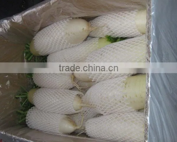 Wholesale White Radish on Sale photo-5