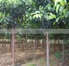 Ficus Altissima photo-3