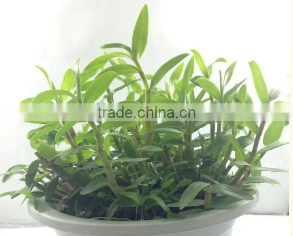 Dendrobium Seedling Nursery photo-2