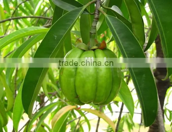 50%-60% Hydroxycitric Acid Garcinia Cambogia Extract photo-2