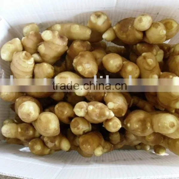 Fresh Air Dried Ginger photo-6