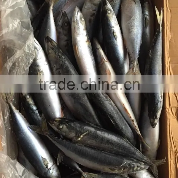 Frozen Mackerel 300-400g 2016 photo-3
