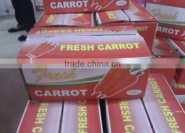 Wholesale Chinese Fresh Carrots With High Quality and Good Price photo-6