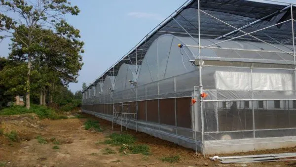 Agriculture Greenhouse for Vegetable/Flower Production