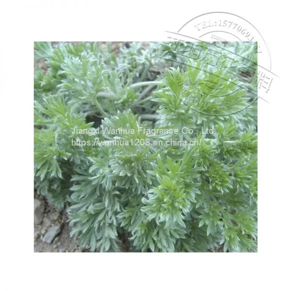 High Quality Yin Chen Oil Wholesale photo-2