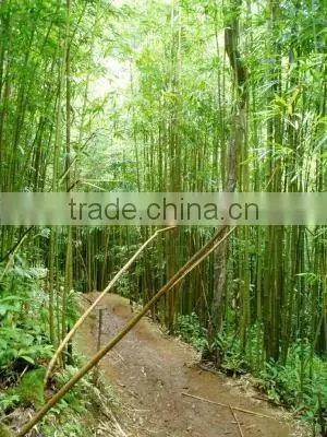 Bamboo Chopsticks