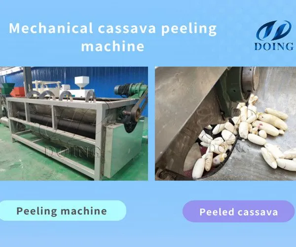 96% Peeling Rate Cassava Peeler Machine for Garri/Cassava Flour Production Cassava/Potato/Yam Peeling & Washing Machine photo-2