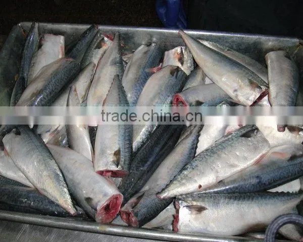 Mackerel fish HGT