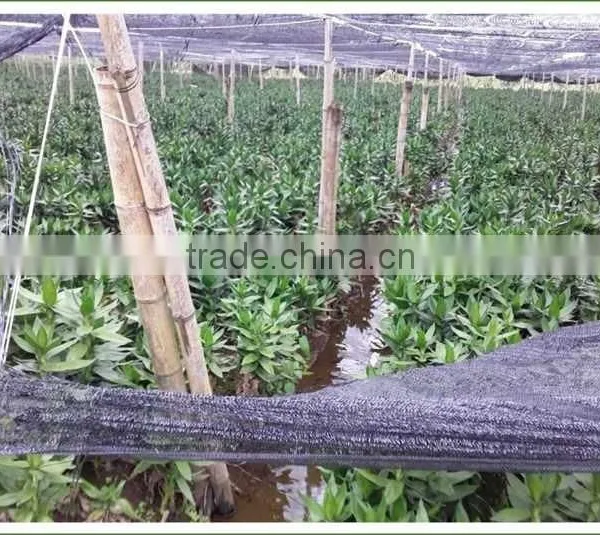 40cm Lotus Lucky Bamboo Air Bonsai Tree Dracaena Sanderiana Indoor Water Aquatic Feng Shui Plants Nursery Garden Decoration photo-6
