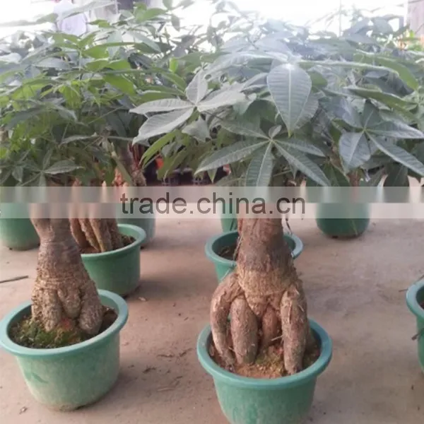 Factory Price Large Money Tree Spring Flowers photo-2